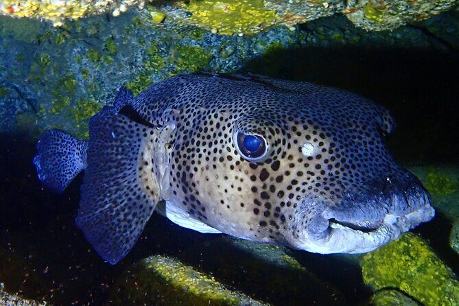 Try Dive in Abades Bay with a private instructor - What you’ll see: weightless breathing and a house reef full of life