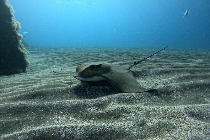Try Dive in Abades Bay with a private instructor - Gear, insurance, and the online diver profile you’ll get