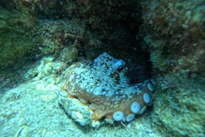 Try Dive in Abades Bay with a private instructor - Price and value: what $98.40 really covers
