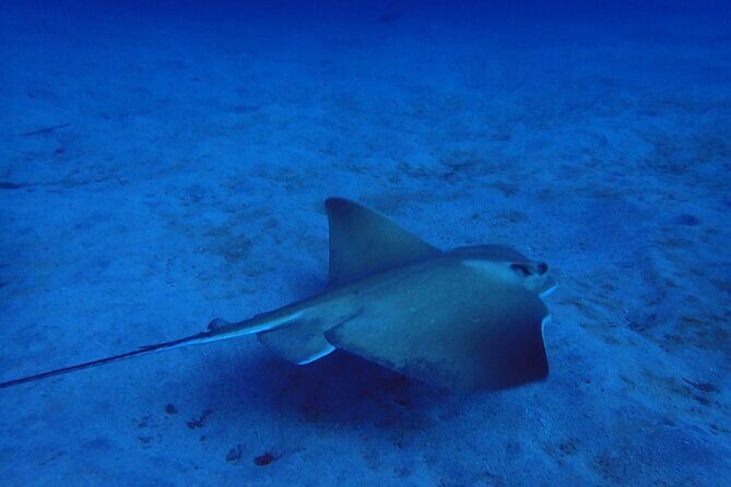 Try Dive in Abades Bay with a private instructor - The 3-hour flow: gear up, learn fast, then go underwater from the beach