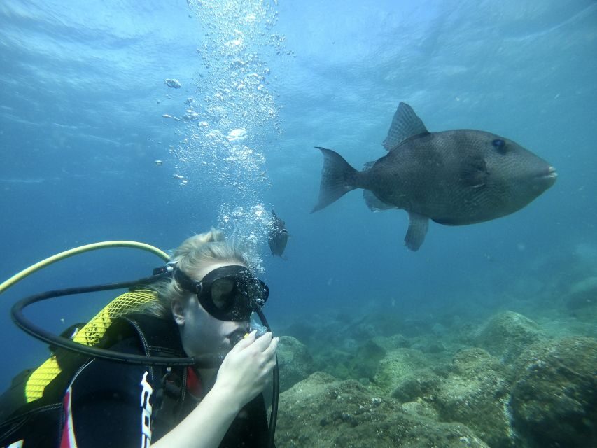 Try diving for the first time in turtle area - Key Highlights You’ll Feel Fast