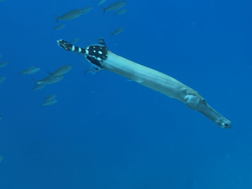 Try diving for the first time in turtle area - Café Magilu Meet-Up: Simple Start, Clear Head