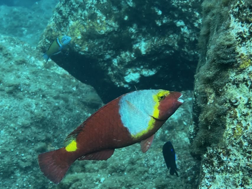 Try diving for the first time in turtle area - Safety Rules You Need to Know Before Booking
