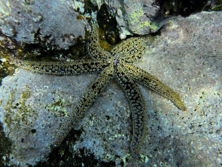 Try diving for the first time in turtle area - Price and Value: Is Around $100 a Fair Deal?