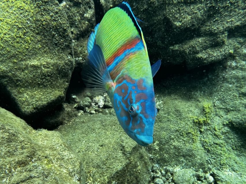 Try diving for the first time in turtle area - 2.5 Hours Total: From Dry Skills to Your First Underwater Skills