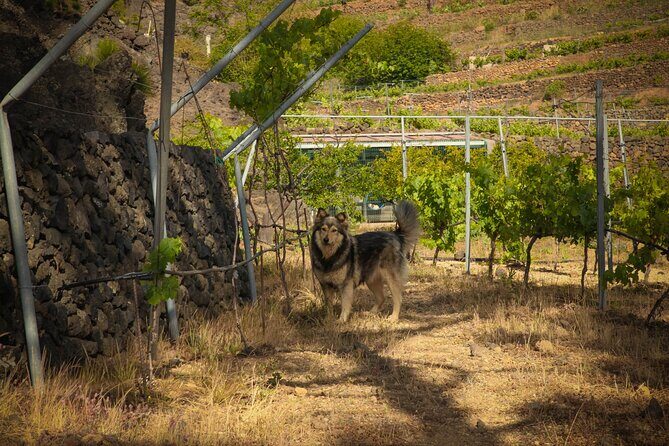 Visit to Arafo Mountain Vineyard and Organic Wine Tasting - Group size, pace, and your guide’s job: talk time matters