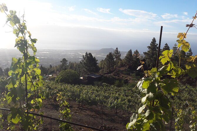 Visit to Arafo Mountain Vineyard and Organic Wine Tasting - Timing, weather, and how to plan your day in Tenerife