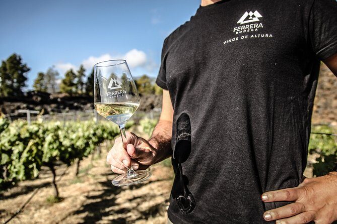 Visit to Arafo Mountain Vineyard and Organic Wine Tasting - Meeting at Bodegas Ferrera in Arafo, then heading up
