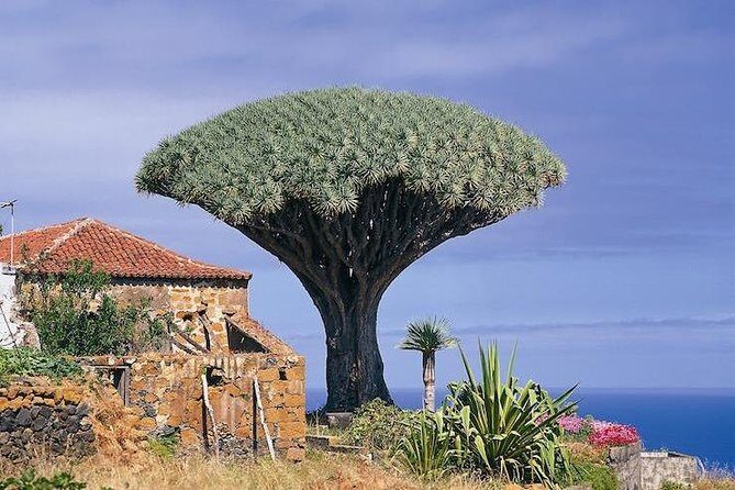 Volcano Teide - Masca ravine. Guided Tour from Puerto de la Cruz - Tenerife - Price and Value: What $77.24 Gets You (and What You Don’t)