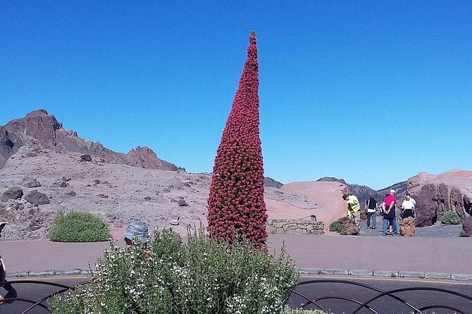 Volcano Teide - Masca ravine. Guided Tour from Puerto de la Cruz - Tenerife - Masca Valley: Pirates of Tenerife Energy, With Timing You Should Expect