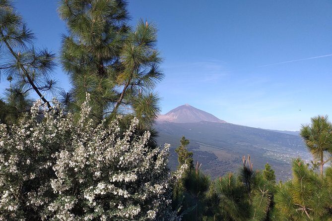 Volcano Teide National Park And North Of The Island VIP TOUR - The Guide Experience: Commentary and Timing That Makes Sense