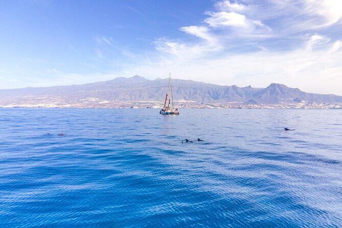 Watching and Listening Whales visiting Los Gigantes&Masca. Food&drinks included - Masca Bay anchor time: the swim and snorkel window you’ll actually use