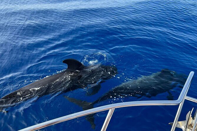 Whale and dolphin watching tour Los Gigantes and Masca in small groups - Whale and dolphin watching to Los Gigantes and Masca: what you’re really booking