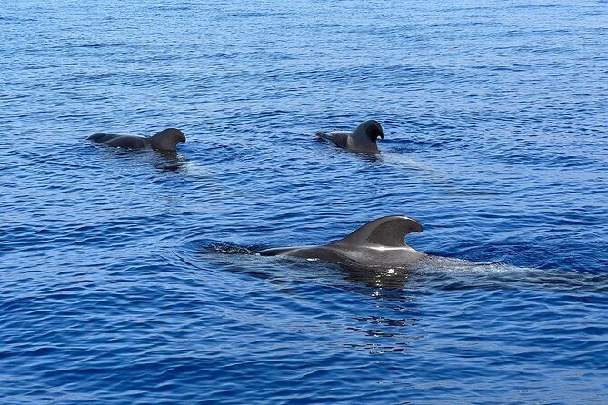 Whale and dolphin watching tour Los Gigantes and Masca in small groups - Getting to Playa San Juan and making the 10:00 am start work