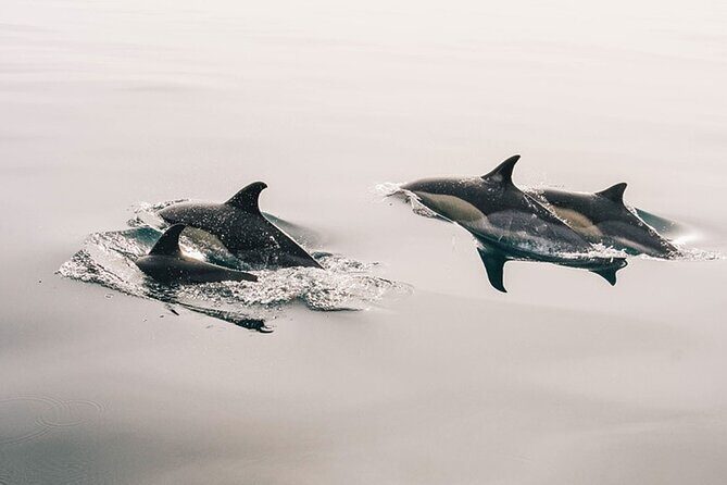 Whale & Dolphin Watching Boat Trip in Tenerife On a Sailing Boat (3 Hr) - Key Highlights You’ll Care About
