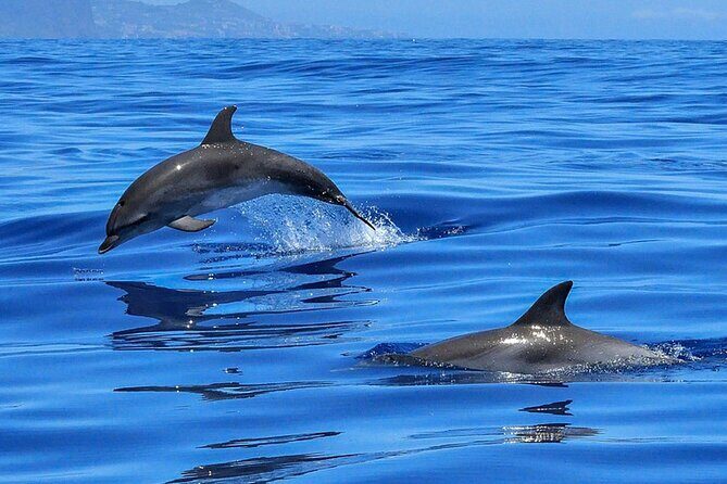 Whale & Dolphin Watching Boat Trip in Tenerife On a Sailing Boat (3 Hr) - The Swim Stop in a Scenic, Safe Bay