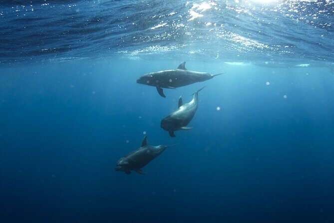 Whale & Dolphin Watching in Tenerife (Puerto Colon) On a Large Catamaran - Open Bar and Food: Why the Price Can Feel Fair (or Not)