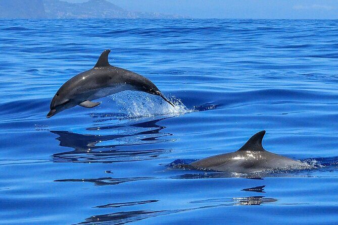 Whale & Dolphin Watching in Tenerife (Puerto Colon) On a Large Catamaran - Large Catamaran Comfort and the Group Size Factor