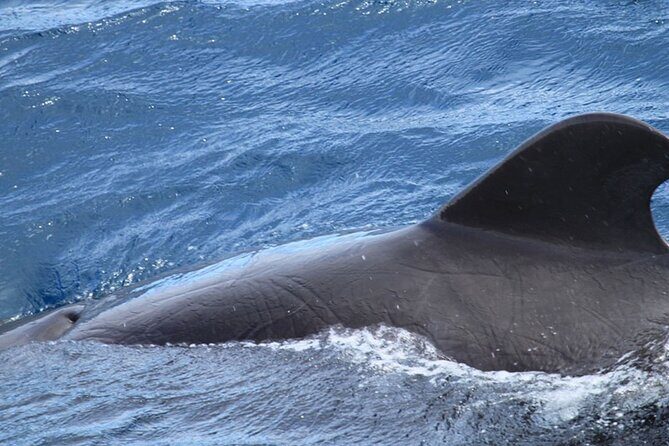Whale & Dolphin Watching in Tenerife (Puerto Colon) On a Large Catamaran - Who This Tour Suits Best (and Who Might Want Another Style)