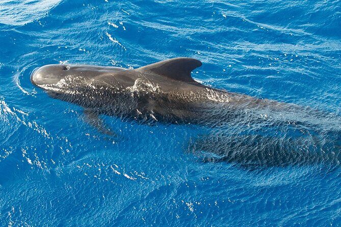 Whale & Dolphin Watching in Tenerife (Puerto Colon) On a Large Catamaran - Should You Book This Whale & Dolphin Catamaran in Tenerife?