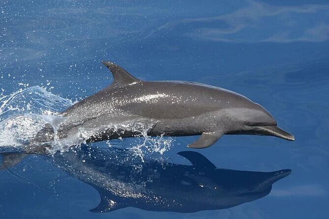 Whale & Dolphin Watching in Tenerife (Puerto Colon) On a Large Catamaran - The 3-Hour Plan: Search for Wildlife, Then Anchor for Swimming
