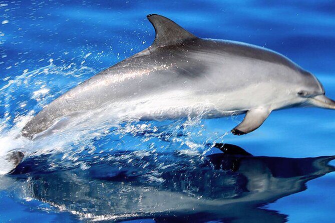 Whale & Dolphin Watching With Mustcat Virgin Coast Trip On a Large Catamaran - Key things to know before you sail