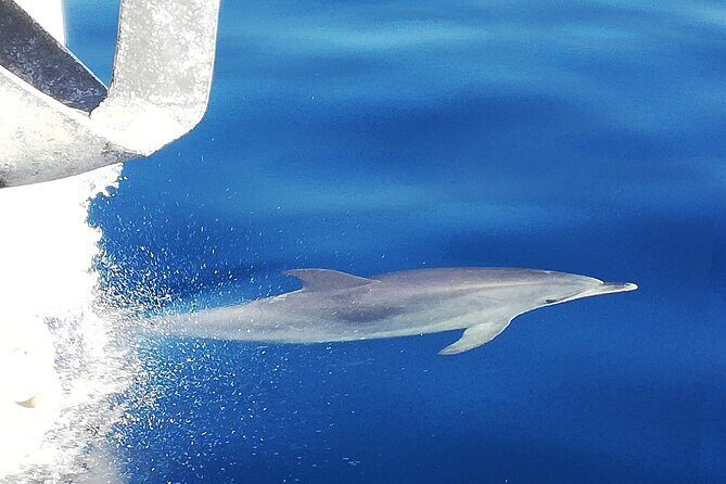 Whale & Dolphin Watching With Mustcat Virgin Coast Trip On a Large Catamaran - Las Galletas whale and dolphin watching on a big catamaran