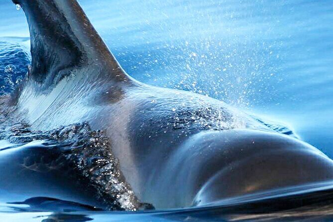 Whale & Dolphin Watching With Mustcat Virgin Coast Trip On a Large Catamaran - The sea search: how the spotting hunt works