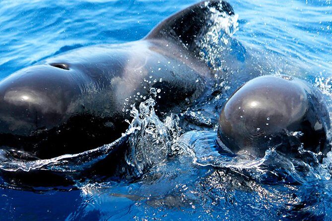 Whale & Dolphin Watching With Mustcat Virgin Coast Trip On a Large Catamaran - Palm Mar cave area and the anchoring stop