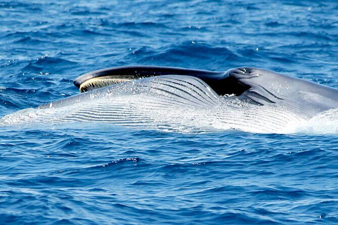 Whale & Dolphin Watching With Mustcat Virgin Coast Trip On a Large Catamaran - Open bar and food: value you can actually use
