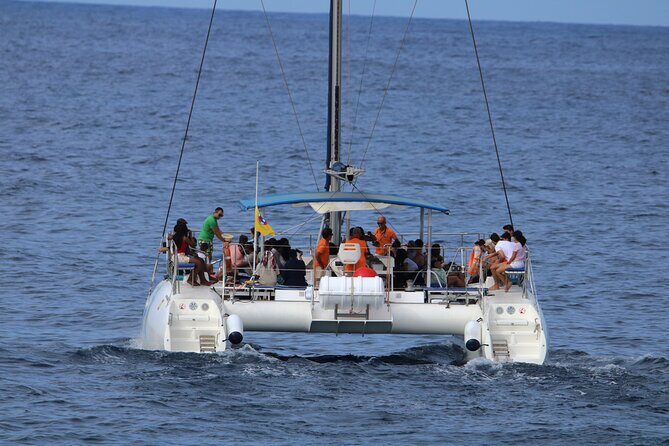 Whale & Dolphin Watching With Mustcat Virgin Coast Trip On a Large Catamaran - Where you meet and how the timing usually feels