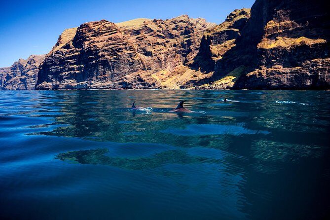 Whale Watching and Listening Eco Catamaran Tour with Food Tasting - The swim and snorkel stop near Los Gigantes and Masca: how to make 30 minutes count