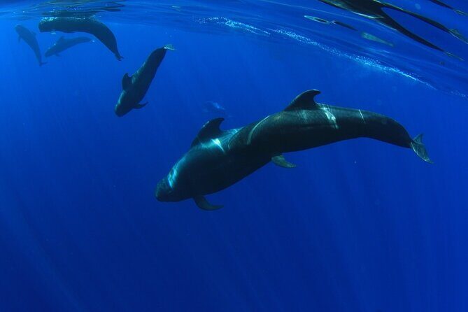 Whale watching and listening Eco-Catamaran Tour with Food Tasting - Comfort, Crowds, and What to Bring