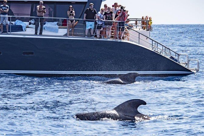 Whale Watching Catamaran in Costa Adeje (Including drinks & Sandwich) - Key points before you go