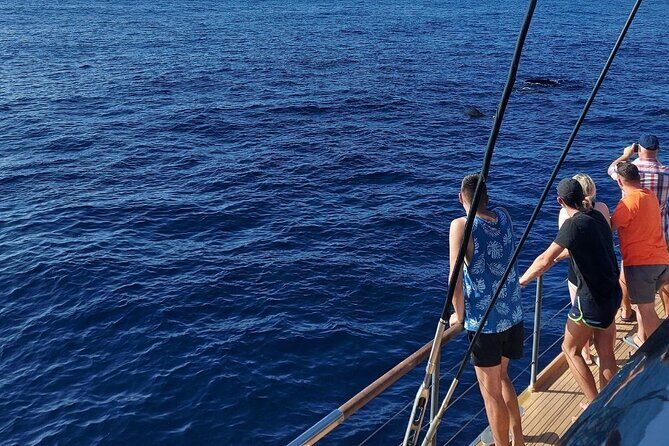 Whale Watching Catamaran in Costa Adeje (Including drinks & Sandwich) - Costa Adeje Whale Watching on a Big Catamaran: What the 3 Hours Feel Like