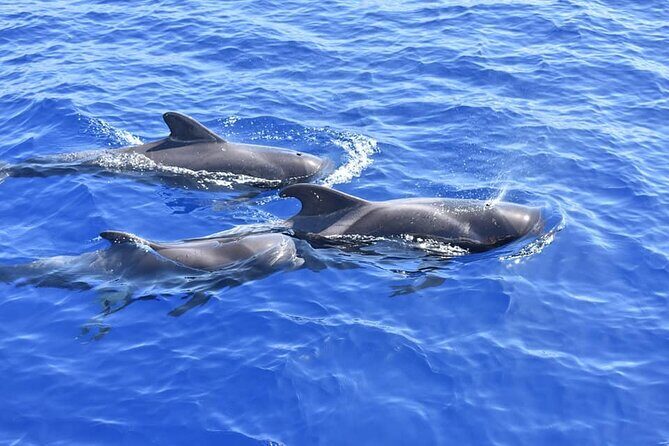 Whale Watching Catamaran in Costa Adeje (Including drinks & Sandwich) - Sea Sickness and Weather Reality in Tenerife