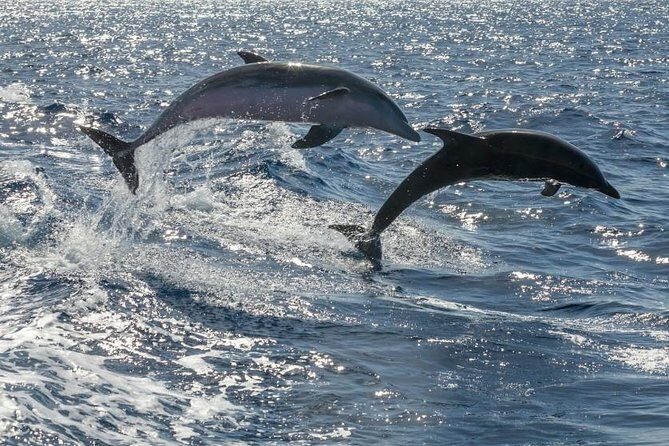 Whale Watching Catamaran in Costa Adeje (Including drinks & Sandwich) - Food and Drinks: Open Bar, Sandwiches, and Why It Changes the Math