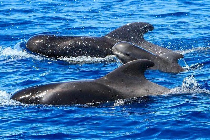 Whale Watching Catamaran to Los Gigantes & Masca (Including drinks & warm lunch) - Puerto Colón to Los Gigantes and Masca: what you’re really signing up for