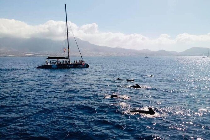 Whale Watching Catamaran to Los Gigantes & Masca (Including drinks & warm lunch) - Swim time and sun beds: the stuff that turns a trip into a memory