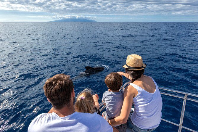 Whales & Dolphins watching in exclusive sailboat - Key Things You’ll Notice on This Whale and Dolphin Sail