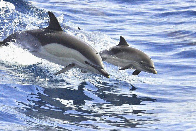 Whales & Dolphins watching in exclusive sailboat - Swim and Snorkel in Clear Water (Gear Included, So Pack Smart)