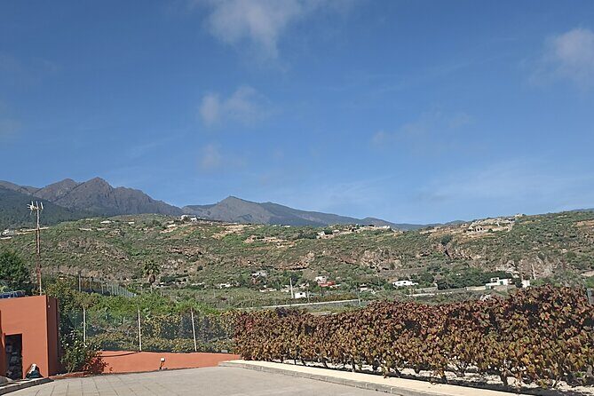 Wine, Canarian Tapas, Culture, VIP Private tour - photos included - Stop 2: El Pino Gordo, the 800-year-old “Fat Pine”
