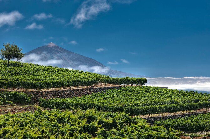 Winery Tour and Tasting in Tenerife with the Sommelier - The guide and language help (Roberto’s bilingual touch)