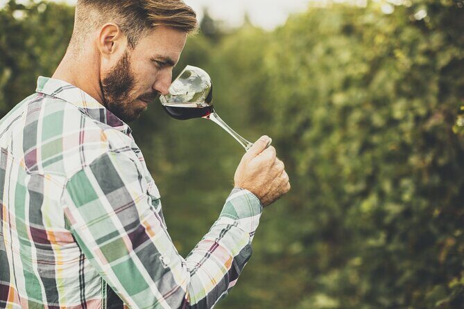 Winery Tour and Tasting in Tenerife with the Sommelier - The winery visit: cellar tour and a real vineyard walk
