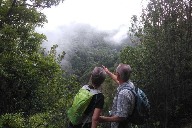 Wonderful hike through the Magic Forest of Tenerife - Key things that make the Magic Forest hike worth your time