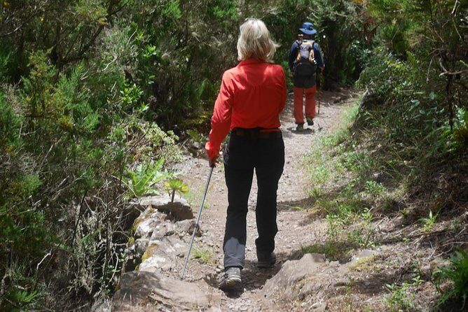Wonderful hike through the Magic Forest of Tenerife - Teno Rural Park: what you’re really walking through