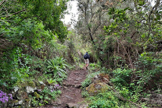 Wonderful hike through the Magic Forest of Tenerife - Views that cut through the forest canopy