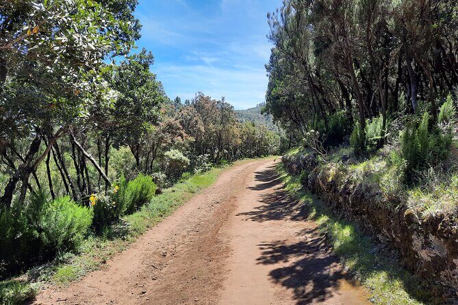 Wonderful hike through the Magic Forest of Tenerife - How hard is it, really? Pace, altitude, and what to expect underfoot