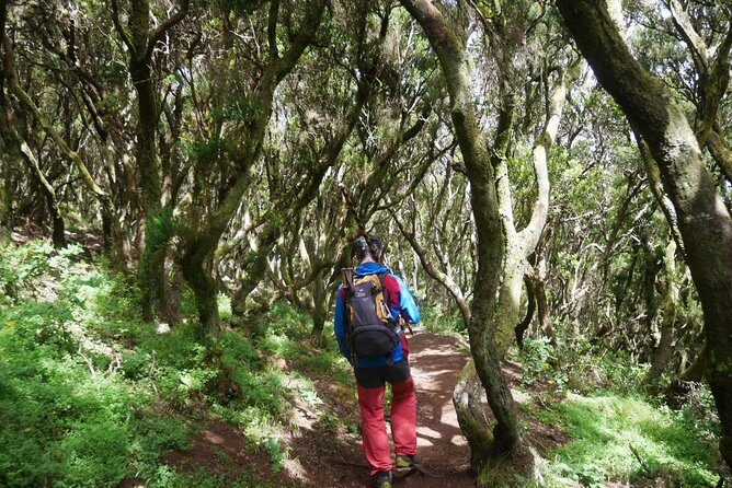 Wonderful hike through the Magic Forest of Tenerife - What to pack: the forest is humid, cool, and changeable