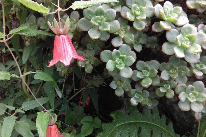 Wonderful hike through the Magic Forest of Tenerife - The route in real time: start, circle, and return around 2:30